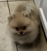Armani , a male Pomeranian for sale in Riverside, CA – 1 of 5