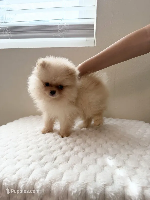 Miss Dior  – Pomeranian puppy for sale in Riverside, CA