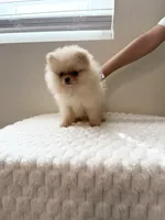 Miss Dior , a female Pomeranian for sale in Riverside, CA – 4 of 4