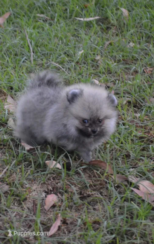 Lil Gucci  – Pomeranian puppy for sale in Riverside, CA