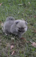 Lil Gucci , a male Pomeranian for sale in Riverside, CA – 5 of 5