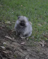 Lil Gucci , a male Pomeranian for sale in Riverside, CA – 4 of 5