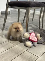 Armani , a male Pomeranian for sale in Riverside, CA – 4 of 5