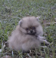 Channel , a female Pomeranian for sale in Riverside, CA – 2 of 2