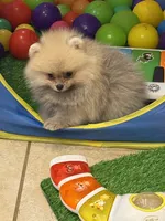 Armani , a male Pomeranian for sale in Riverside, CA – 2 of 5