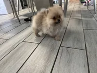 Armani , a male Pomeranian for sale in Riverside, CA – 5 of 5