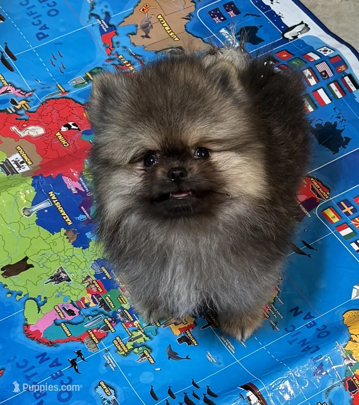 Gucci  – Pomeranian puppy for sale in Riverside, CA