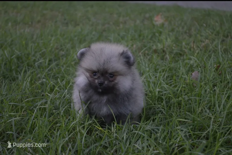Lil Gucci  – Pomeranian puppy for sale in Riverside, CA