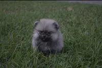 Lil Gucci , a male Pomeranian for sale in Riverside, CA – 1 of 5