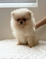 Miss Dior , a female Pomeranian for sale in Riverside, CA – 2 of 4