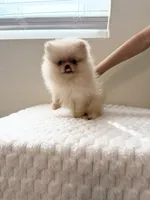 Miss Dior , a female Pomeranian for sale in Riverside, CA – 3 of 4
