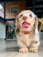 Strawberry, a female Dachshund for sale in Riverside, CA – Photo 2 of 5