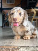 Strawberry, a female Dachshund for sale in Riverside, CA – Photo 5 of 5