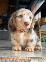 Strawberry, a female Dachshund for sale in Riverside, CA – Photo 4 of 5