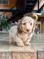 Strawberry, a female Dachshund for sale in Riverside, CA – Photo 1 of 5