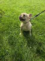Jades, a female French Bulldog for sale in Manassas, VA – 5 of 5