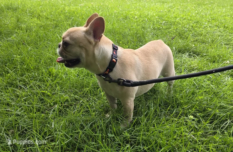 Jades – French Bulldog puppy for sale in Manassas, VA