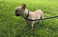 Jades, a female French Bulldog for sale in Manassas, VA – 1 of 5