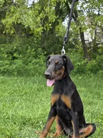 Luna, a female Doberman Pinscher for sale in Manassas, VA – 2 of 3