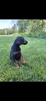Apollo, a male Doberman Pinscher for sale in Manassas, VA – 2 of 3