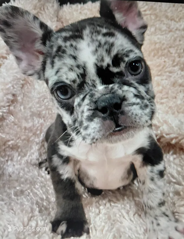 Rocky – French Bulldog puppy for sale in Manassas, VA