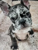 Rocky, a male French Bulldog for sale in Manassas, VA – 1 of 2