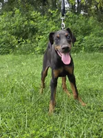 Luna, a female Doberman Pinscher for sale in Manassas, VA – 3 of 3
