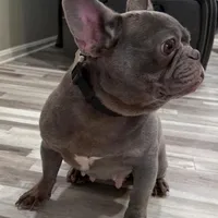 Princess, a female French Bulldog for sale in Manassas, VA – Photo 2 of 3