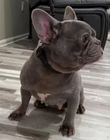 Princess, a female French Bulldog for sale in Manassas, VA – Photo 2 of 3