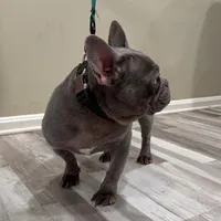 Princess, a female French Bulldog for sale in Manassas, VA – Photo 3 of 3