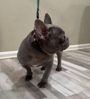 Princess, a female French Bulldog for sale in Manassas, VA – Photo 3 of 3