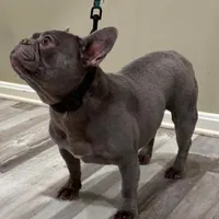 Princess, a female French Bulldog for sale in Manassas, VA – Photo 1 of 3