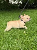 Jades, a female French Bulldog for sale in Manassas, VA – 3 of 5