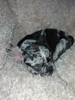 Rocky, a male French Bulldog for sale in Manassas, VA – 2 of 2