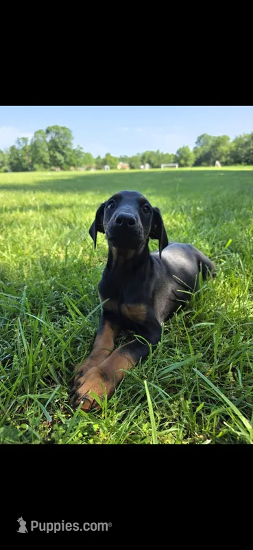 Luna – Doberman Pinscher puppy for sale in Manassas, VA