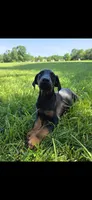 Luna, a female Doberman Pinscher for sale in Manassas, VA – 1 of 3