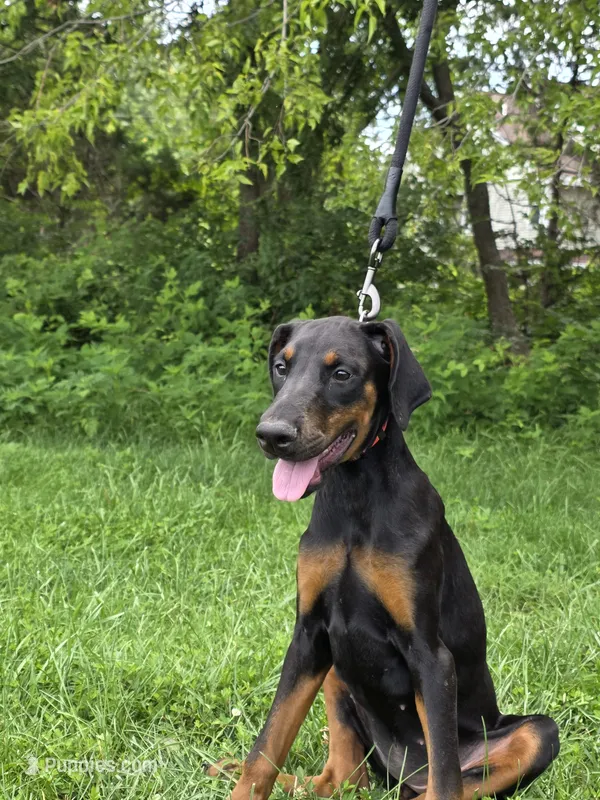 Luna – Doberman Pinscher puppy for sale in Manassas, VA