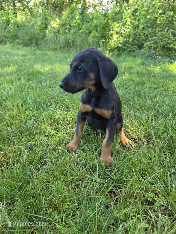 Apollo – Doberman Pinscher puppy for sale in Manassas, VA