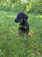 Apollo, a male Doberman Pinscher for sale in Manassas, VA – 1 of 3