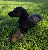 Luna, a female Doberman Pinscher for sale in Manassas, VA – 3 of 3