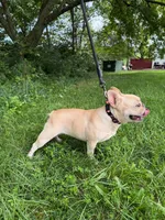 Jades, a female French Bulldog for sale in Manassas, VA – 4 of 5