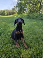 Apollo, a male Doberman Pinscher for sale in Manassas, VA – 3 of 3