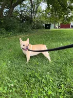 Jades, a female French Bulldog for sale in Manassas, VA – 2 of 5