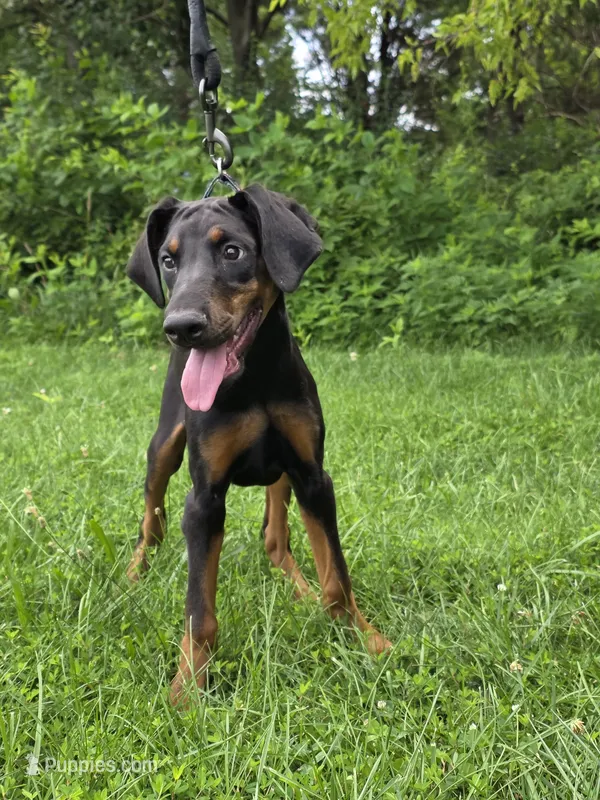 Luna – Doberman Pinscher puppy for sale in Manassas, VA