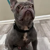 Unana, a female French Bulldog for sale in Manassas, VA – Photo 2 of 3