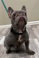 Unana, a female French Bulldog for sale in Manassas, VA – Photo 2 of 3