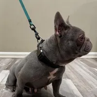 Unana, a female French Bulldog for sale in Manassas, VA – Photo 3 of 3