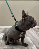 Unana, a female French Bulldog for sale in Manassas, VA – Photo 3 of 3