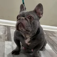 Unana, a female French Bulldog for sale in Manassas, VA – Photo 1 of 3