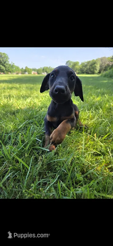 Luna – Doberman Pinscher puppy for sale in Manassas, VA